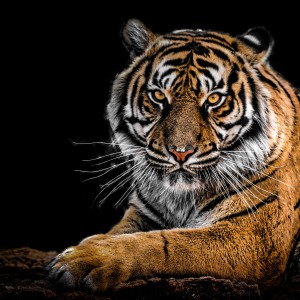 Tiger - Acrylic on Canvas